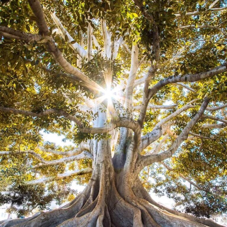 L’arbre qui cache la forêt