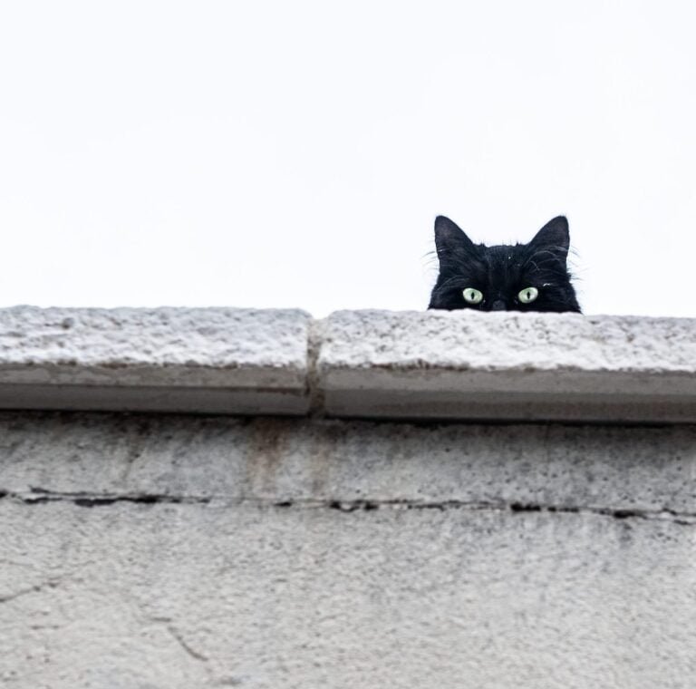 Avoir d’autres chats à fouetter