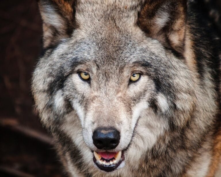 quand on parle du loup, on voit sa queue