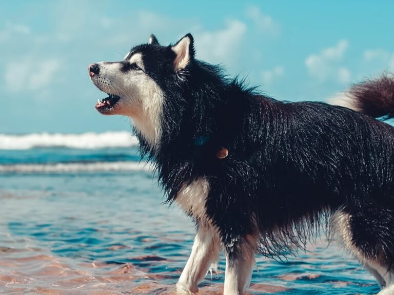 les chiens aboient et la caravane passe