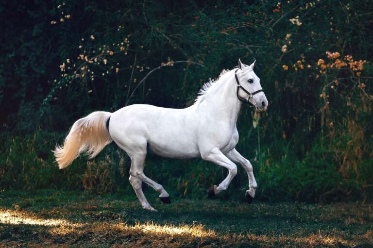 cheval, chevaux