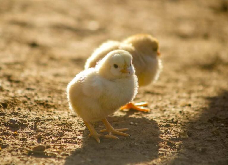 terms of endearment & affection